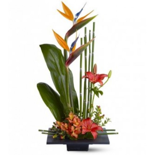 Birds of Paradise Arrangements