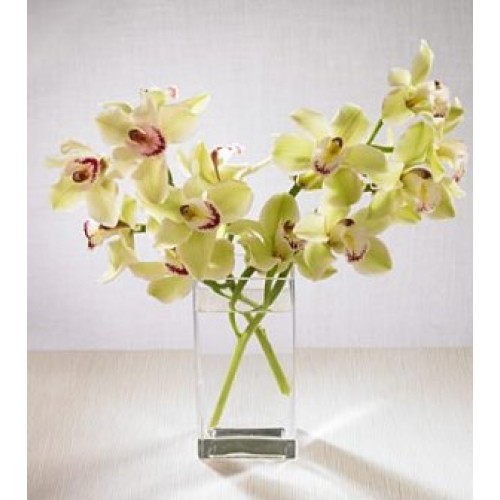 Cymbidium Orchids with FREE Vase
