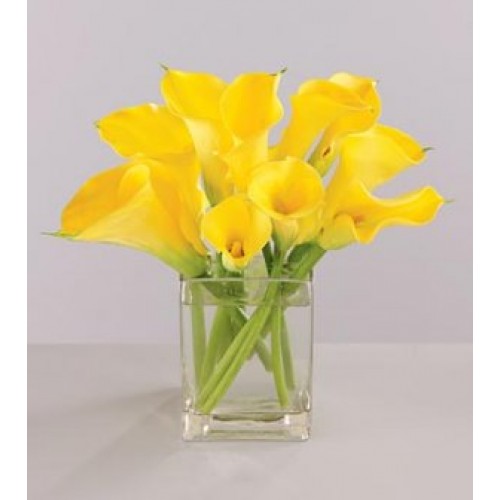 Yellow Calla Lilies with FREE Vase