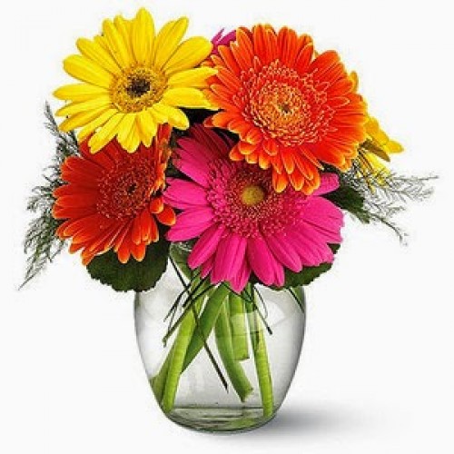 Fiesta Gerbera Flowers