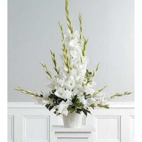 Tribute Pure White Gladiolus