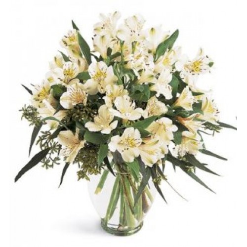 Peruvian Lilies Flowers