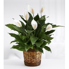 Touched by Peace Lily Plant - GOOD