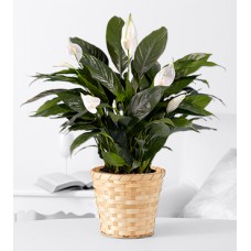 Prayers for Peace Lily Plant