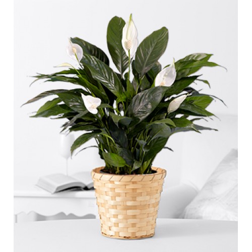 Prayers for Peace Lily Plant