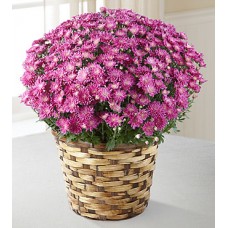 The FTD Devotion Pink Mum