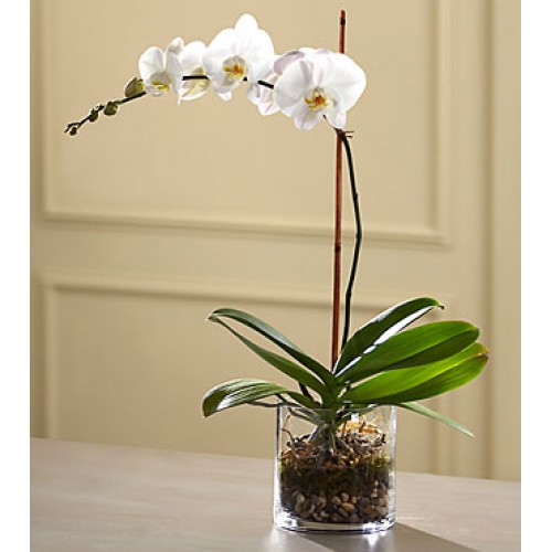 The FTD White Orchid Planter