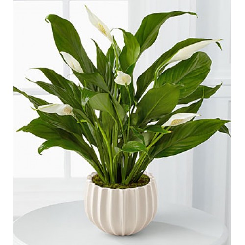 Serene Peace Plant