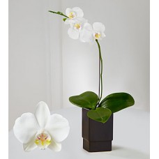 Tranquility Phalaenopsis Orchid