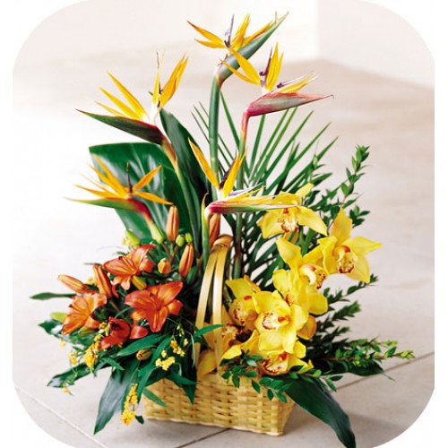 Paradise Tropical Flowering Arrangement