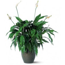 Peace Lily - Spathiphyllum Plant 
