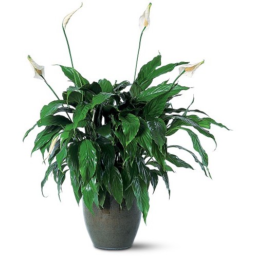 Peace Lily - Spathiphyllum Plant 