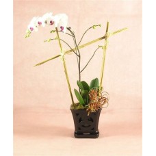 Valentine's Day - Blooming Phalaenopsis Orchid